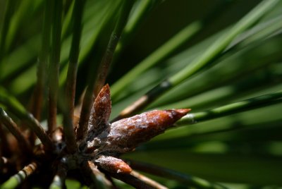 Pinus jeffreyi - borovice Jeffreyova - pupen